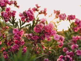 济宁北湖花卉的魅力与花卉的拼音组词